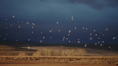 Yavaş çekimde göle inen kuş sürüsü.