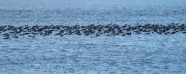 湖の上に平和的な鍋の大群れ — ストック写真