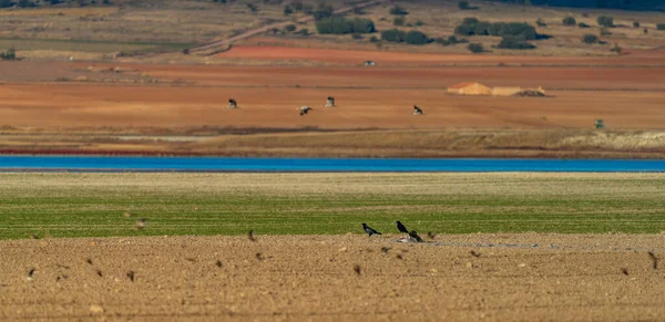 Eagle and crows feeding from dead crane — Fotografia de Stock