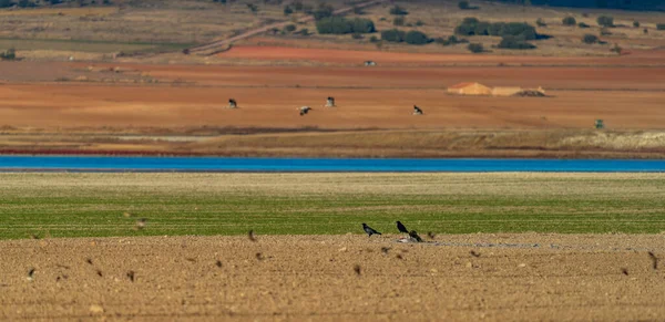 Eagle and crows feeding from dead crane — Stock Photo, Image