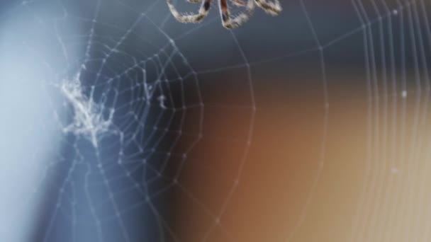 Detail of spider spinning web over the spiderweb — Αρχείο Βίντεο