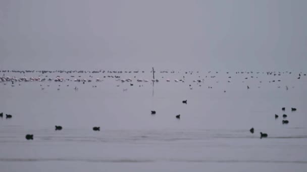 Lago cheio de espécies de aves ao amanhecer — Vídeo de Stock