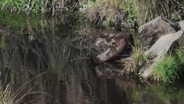 River otter jumping out of the rock to the lake — Stok video