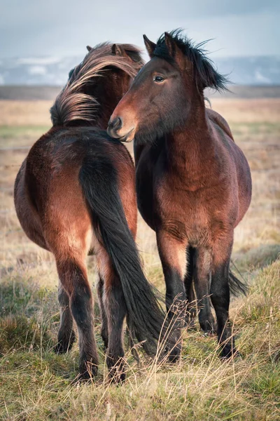 Caballos islandeses jugando entre sí con un fondo borroso —  Fotos de Stock