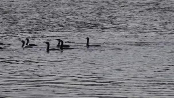 Group of cormorants prepared for hunting — Stockvideo