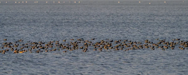 Duże stado kogutów spokojnie przemieszcza się przez jezioro — Zdjęcie stockowe