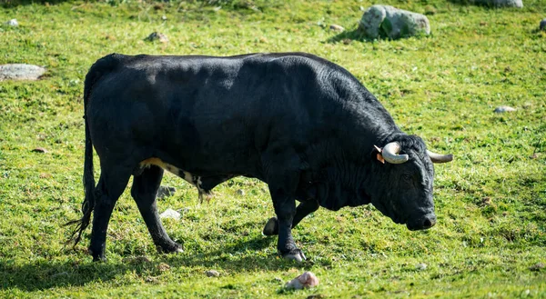 Massive dark black bull profile view over the grass — Foto Stock