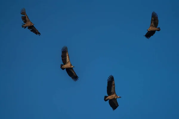 Vulturi care zboară în diferite poziții pe cerul albastru — Fotografie, imagine de stoc