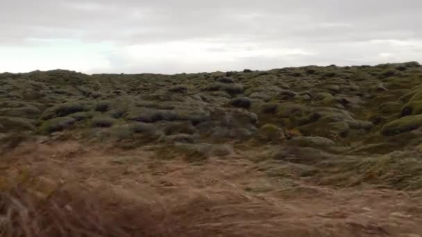 Lav tarlası ve rüzgarlı bir gün ağır çekimde — Stok video