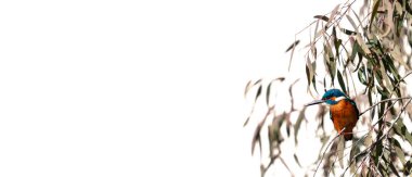 Beyaz arkaplanlı bir ağaçtan bakan balıkçı.