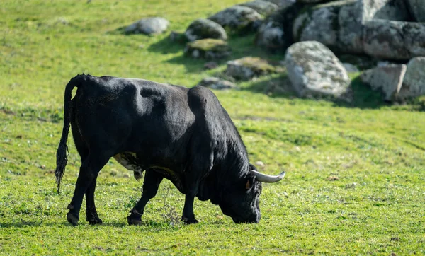 Donker zwart bull profiel bekijken voeden op het gras — Stockfoto