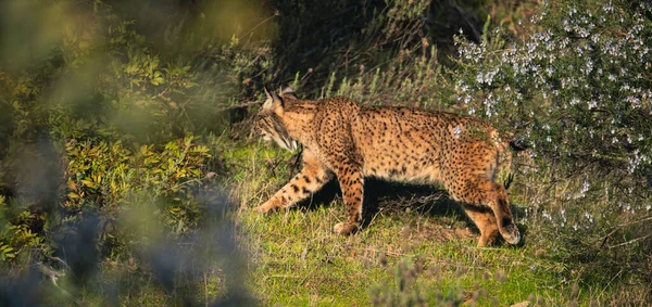 Iberian Ilves Kävelee Pensaiden Välissä Rinteellä — kuvapankkivalokuva