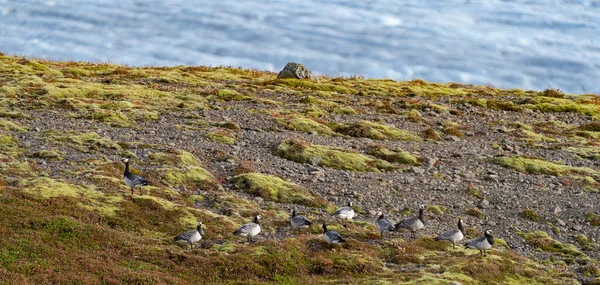 Yamaçta Ördek Sürüsü Arka Planda Buzullar — Stok fotoğraf