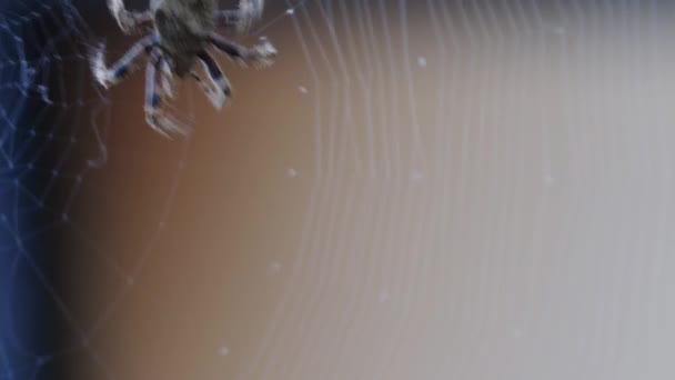 Detailní Pohled Pavouka Vstupujícího Rámu Spinning Web — Stock video