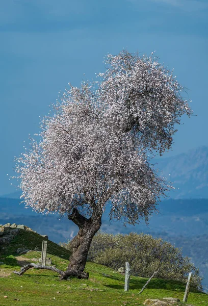 フェンシングと青空と丘の端に花の木 — ストック写真