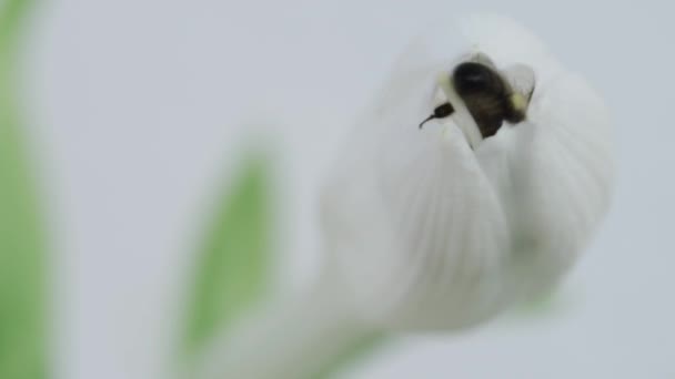 许多蜜蜂进入花朵 带着文字空间出去了 — 图库视频影像
