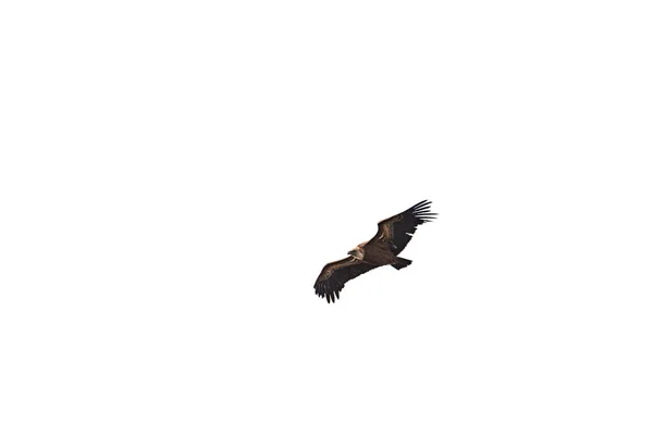 Avvoltoio Planato Isolato Fondo Bianco — Foto Stock
