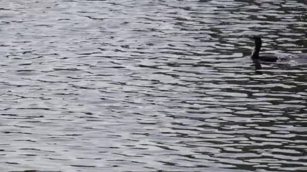 Ενιαία Κορμοράνος Σιλουέτα Διασχίζει Λίμνη Αργή Κίνηση — Αρχείο Βίντεο
