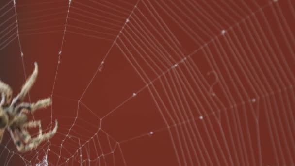 Detail Des Spinnennetzes Über Verschwommenem Rotem Hintergrund — Stockvideo