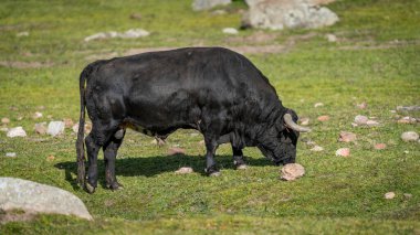 Büyük siyah boğa profili otluyor.