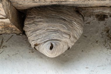 Eski ahşap çatının altında eşekarısı yuvası var.