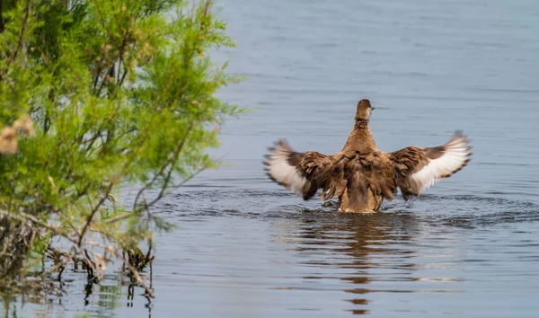 Rear View Duck Flapping Wings Lake Text Space — Stock Photo, Image