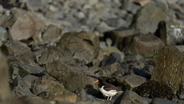 Deniz Yosunlarının Üzerinde Istiridye Yakalayıcı Kuş — Stok fotoğraf