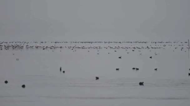 See Voller Vogelarten Der Morgendämmerung Schiebekamera Frühmorgens Mit Textfläche — Stockvideo