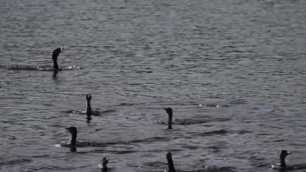 Büyük Bir Karabatak Sürüsü Avlanıyor Uzak Çekim Arka Işıklandırması Ağır — Stok video