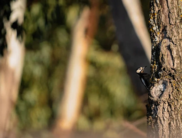 Woodpecker Cutucando Sua Cabeça Para Fora Tronco Árvore — Fotografia de Stock