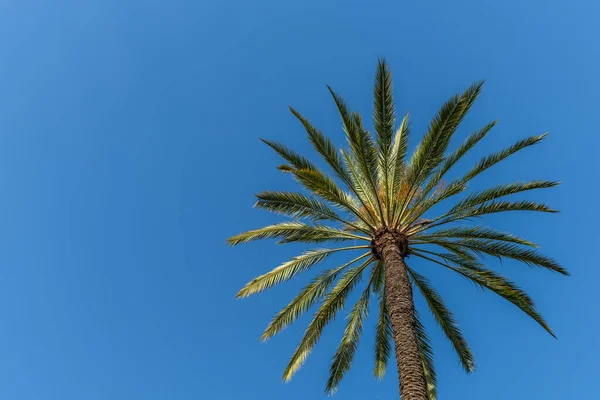 Palmboom Boven Onder Heldere Blauwe Lucht Voor Tekst — Stockfoto