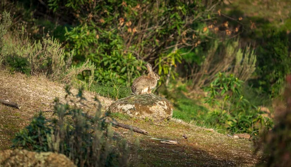 Lapin Isolé Dessus Rocher Plan Long — Photo