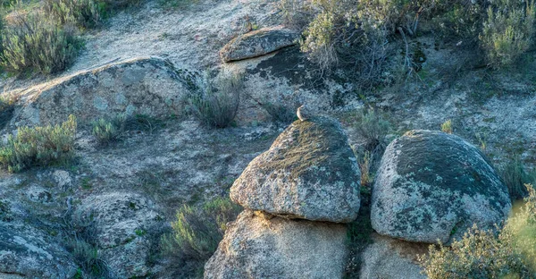 Duas Corujas Camufladas Sobre Pedra Pôr Sol — Fotografia de Stock