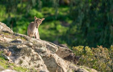 Kayalıklarda gizlenmiş genç keçi kameraya bakıyor