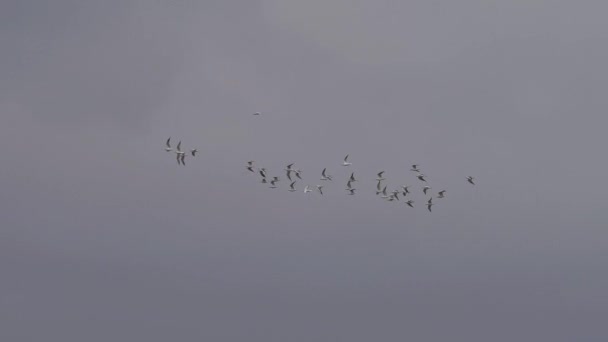 Gli Uccelli Volano Rallentatore Sopra Cielo Nuvoloso — Video Stock