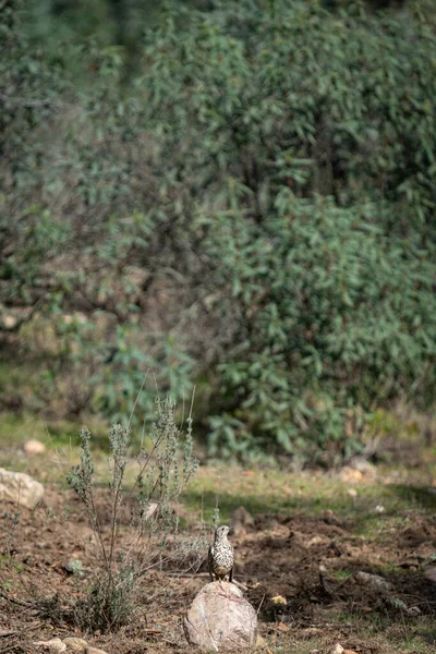 White Zorzal Zoothera Aurea Ruht Sich Über Dem Felsbrocken Aus — Stockfoto