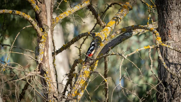 Pájaro Carpintero Camuflado Tronco Árbol —  Fotos de Stock