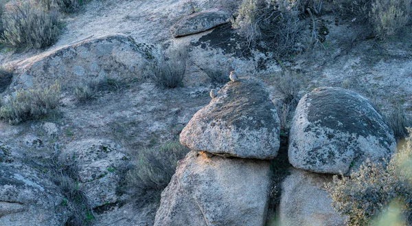 Long Shot Two Owls Camouflaged Boulder Sunset — Stock Photo, Image