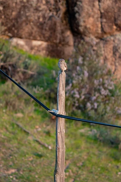 电线杆顶部的猫头鹰 — 图库照片