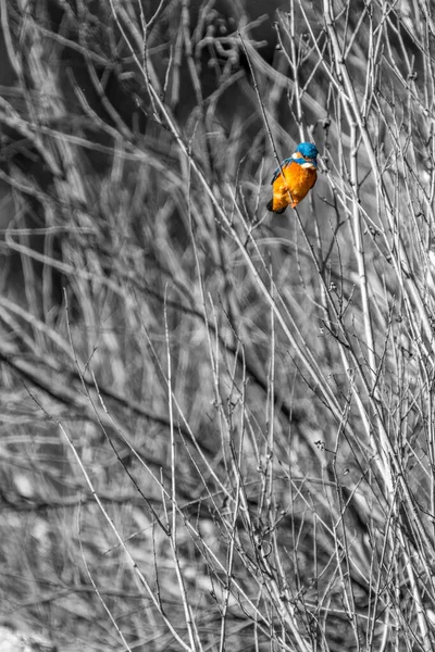 Colorful Kingfisher over tree branches in black and white