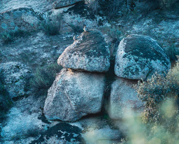 Long Shot Two Owls Camouflaged Boulders Sunset — Stockfoto