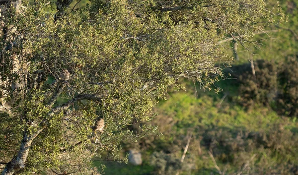 Ζευγάρι Κουκουβάγιας Πάνω Από Δέντρο Απίθανο — Φωτογραφία Αρχείου