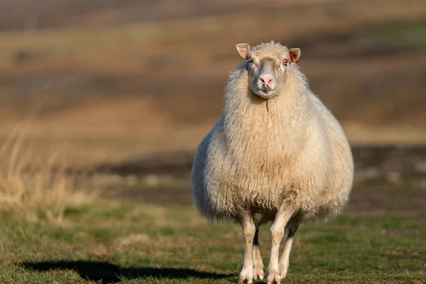 Icelandic Sheep Walking Camera Blurred Background — Stockfoto