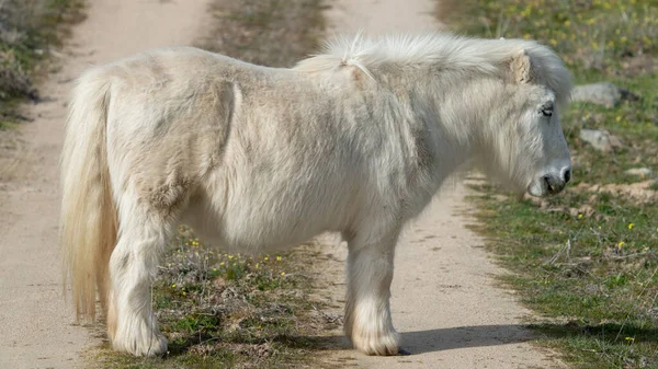 Small White Pony Long Shot Profile View — Stok fotoğraf