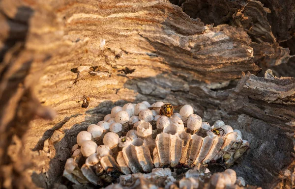 Vue Rapprochée Nid Guêpes — Photo