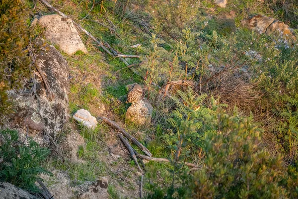 Long Shot Isolated Owl Looking Back Stone — Stock Photo, Image