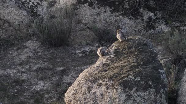 Two Owls Boulder Moving Heads Long Shot — Vídeos de Stock