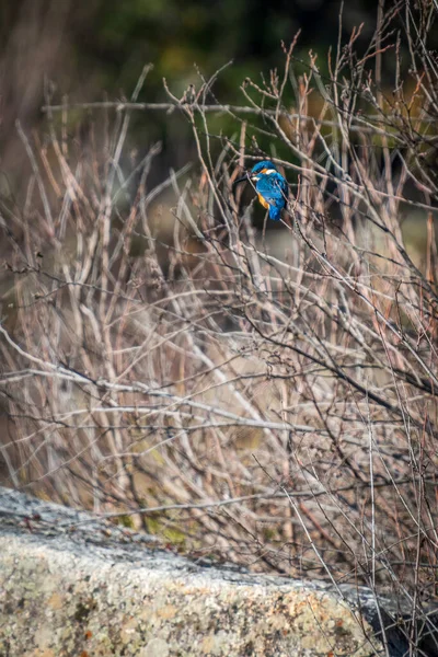 Ağaç Dalları Üzerinde Renkli Kingfisher Arka Görüntüsü — Stok fotoğraf