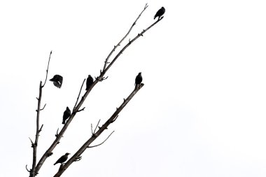 Ölü ağaç dalları üzerinde sığırcıklar ve yazı için beyaz gökyüzü