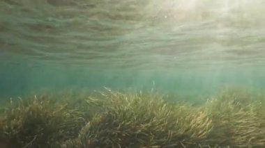 Snorkeling under shallow ocean waters with huge amounts of seaweeds and ray lights